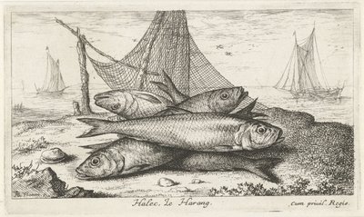 Śledź w sieci rybackiej Halec, Le Harang. (tytuł na obiekcie) Ryby i inne morskie stworzenia - druga seria słonowodnych (tytuł serii) Poissons de mer (tytuł serii) autorstwa Albert Flamen