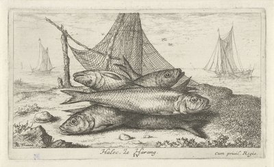 Śledź w sieci rybackiej Halec, Le Harang. (tytuł na obiekcie) Ryby i inne morskie stworzenia - druga seria słonowodnych (tytuł serii) Poissons de mer (tytuł serii) autorstwa Albert Flamen