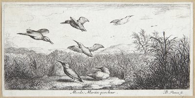 Zimorodek (Alcedo) autorstwa Albert Flamen