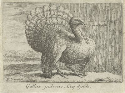 Landschap spotkał kalkoen Gallus indicus, Coq d