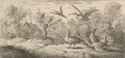 Rusticula, Becasse The Woodcock: Księga ptaków Livre d
