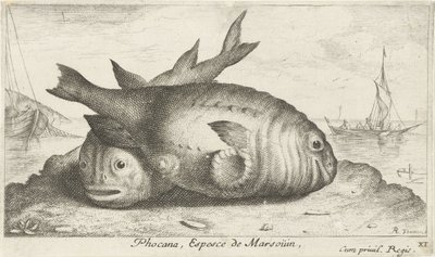 Dwa morświny na plaży Phoca Na, Espèce de Marsoüin, (tytuł obiektu) Ryby i inne morskie stworzenia - trzecia seria słonowodnych (tytuł serii) Poissons de mer (tytuł serii) autorstwa Albert Flamen