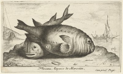Dwa morświny na plaży Phoca Na, Espèce de Marsoüin, (tytuł obiektu) Ryby i inne morskie stworzenia - trzecia seria słonowodnych (tytuł serii) Poissons de mer (tytuł serii) autorstwa Albert Flamen