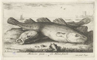 Dwa dorsze na plaży? Molucius piscis. Le Morue Fraiche. (tytuł na obiekcie) Ryby i inne morskie stworzenia - druga seria słonowodnych (tytuł serii) Poissons de mer (tytuł serii) autorstwa Albert Flamen