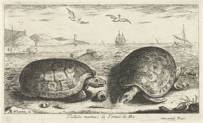 Dwa żółwie na plaży przystań Testudo; La Tortuë de Mer (tytuł na obiekcie) Ryby i inne morskie stworzenia - druga seria słonowodnych (tytuł serii) Poissons de mer (tytuł serii) autorstwa Albert Flamen
