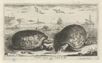 Dwa żółwie na plaży przystań Testudo; La Tortuë de Mer (tytuł na obiekcie) Ryby i inne morskie stworzenia - druga seria słonowodnych (tytuł serii) Poissons de mer (tytuł serii) autorstwa Albert Flamen