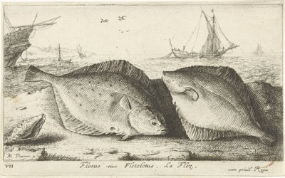 Dwie gładzice na plaży? Flesus siue Fleteletus. La flez. (tytuł na obiekcie) Ryby i inne morskie stworzenia - pierwsza seria słonowodnych (tytuł serii) Diverse Especes de Poissons de mer (tytuł serii) autorstwa Albert Flamen