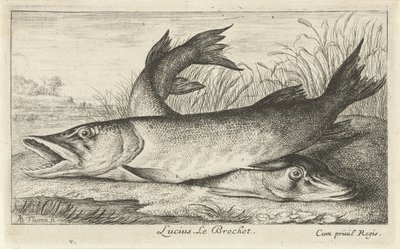 Dwa szczupaki na brzegu rzeki Lucjusz. Le Brochet. (tytuł na obiekcie) Ryby i inne morskie stworzenia - pierwsza seria słodkowodna (tytuł serii) Diverse Especes de Poissons d