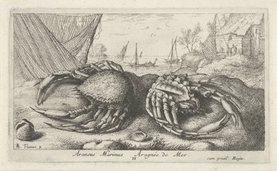Dwa kraby pająka w pobliżu sieci rybackiej Araneus Marinus Aragnée de Mer (tytuł na obiekcie) Ryby i inne morskie stworzenia - druga seria słonowodnych (tytuł serii) Poissons de mer (tytuł serii) autorstwa Albert Flamen