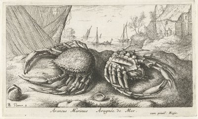 Dwa kraby pająka w pobliżu sieci rybackiej Araneus Marinus Aragnée de Mer (tytuł na obiekcie) Ryby i inne morskie stworzenia - druga seria słonowodnych (tytuł serii) Poissons de mer (tytuł serii) autorstwa Albert Flamen