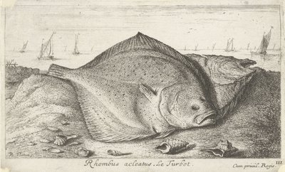 Dwa turboty na plaży romb acleatus. Le Turbot. (tytuł na obiekcie) Ryby i inne morskie stworzenia - trzecia seria słonowodnych (tytuł serii) Poissons de mer (tytuł serii) autorstwa Albert Flamen