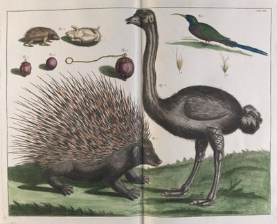 Jeż Malakka, Erinaceus malaccensis i Struś Struthio carmelis autorstwa Albertus Seba