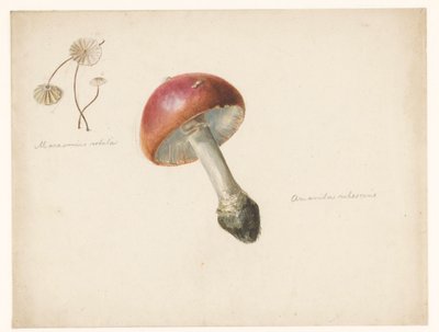Arkusz do nauki z grzybami, Amanita Rubescens i Marasmius Rotula autorstwa Albertus Steenbergen