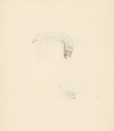 Studieblad spotkał rups, Lasiocampa Quireifolia autorstwa Albertus Steenbergen