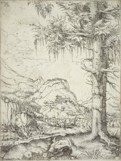 Wielki świerk, ok. 1520 autorstwa Albrecht Altdorfer