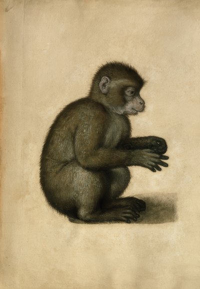 Małpa / akwarela, przypisywana A.Dürerowi. autorstwa Albrecht Dürer