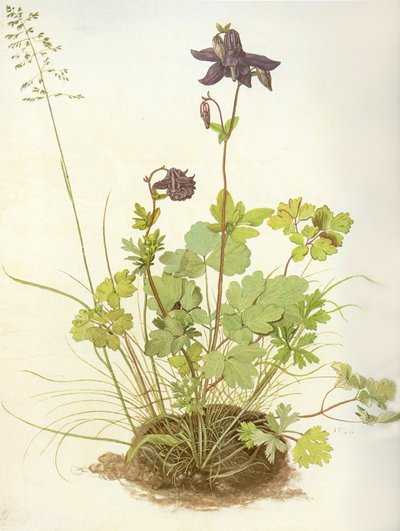 Albrecht D Columbine autorstwa Albrecht Dürer