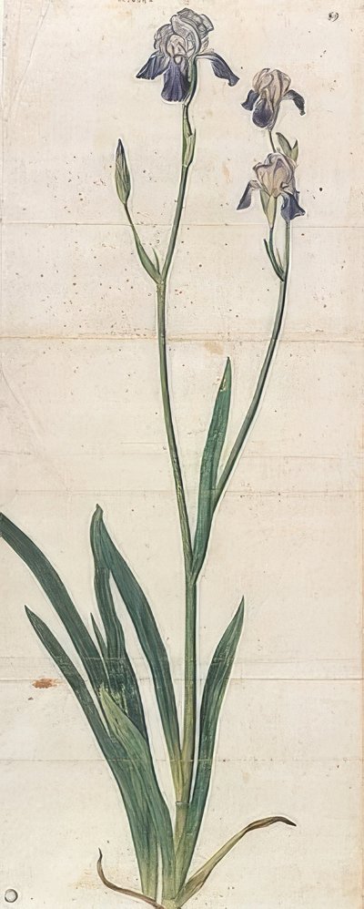 Irys niebieski kwitnący - Iris Germanica (Iris Trojana?). Około 1503 autorstwa Albrecht Dürer