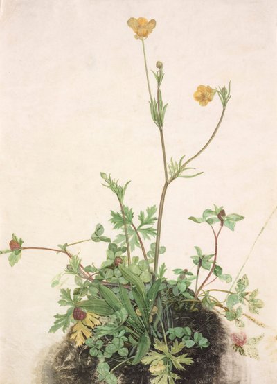 Jaskry, czerwona koniczyna i babka, 1526. autorstwa Albrecht Dürer