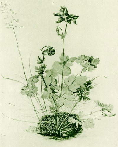 Columbine autorstwa Albrecht Dürer