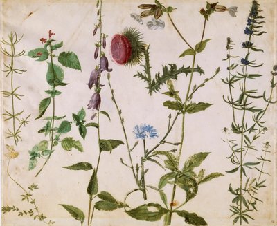 Osiem Studiów Dzikich Kwiatów, ok. 1515-1520. autorstwa Albrecht Dürer