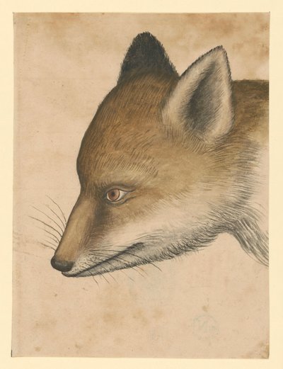 Głowa lisa, w lewo autorstwa Albrecht Dürer