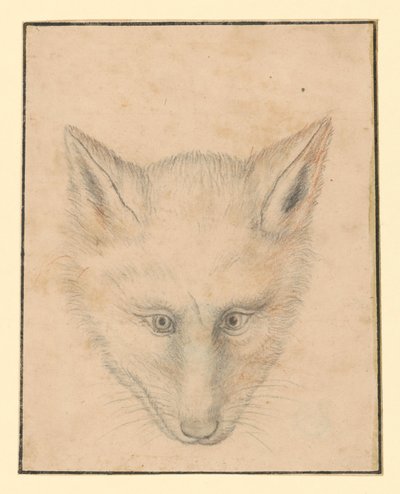Głowa lisa, widok z przodu autorstwa Albrecht Dürer