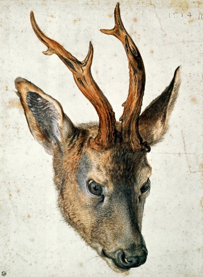 Głowa sarny (pióro i atrament i toaleta na papierze) autorstwa Albrecht Dürer