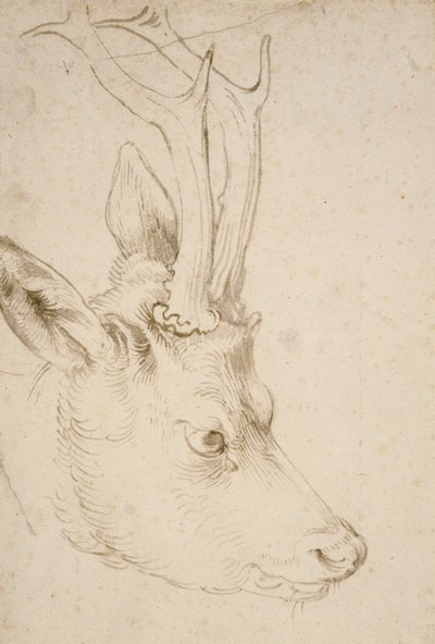 Szef Roebuck autorstwa Albrecht Dürer