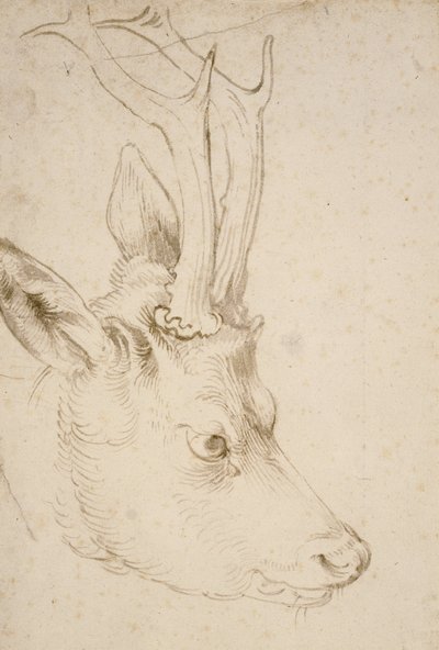 Głowa Roebucka, 1503 autorstwa Albrecht Dürer