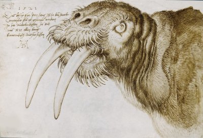 Głowa Morsa, 1521. autorstwa Albrecht Dürer