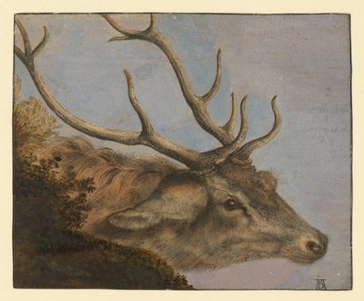 Głowa jelenia autorstwa Albrecht Dürer