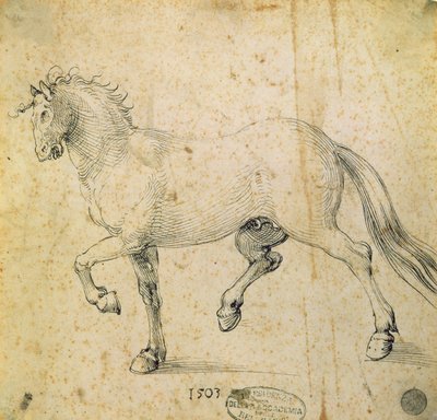 Koń, 1503 (pióro i atrament na papierze) autorstwa Albrecht Dürer