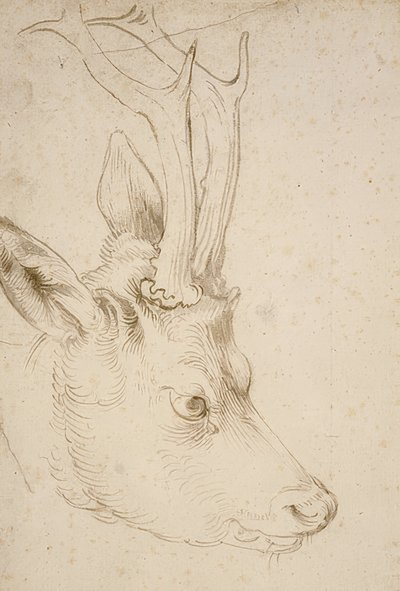 Głowa sarny. Około 1503 autorstwa Albrecht Dürer