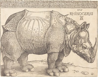 Łac:  Rhinocerus Nosorożec autorstwa Albrecht Dürer