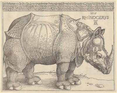 Nosorożec autorstwa Albrecht Dürer