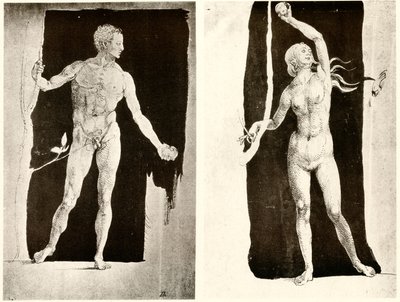Studia o Adamie i Ewie autorstwa Albrecht Dürer