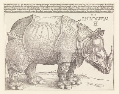 Nosorożec autorstwa Albrecht Dürer