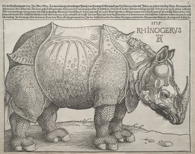 Nosorożec autorstwa Albrecht Dürer