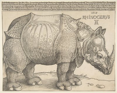 Nosorożec autorstwa Albrecht Dürer