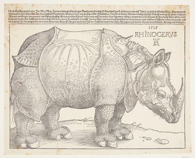 Nosorożec autorstwa Albrecht Dürer
