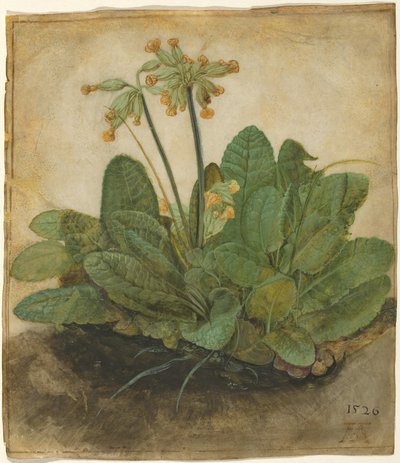 Kępka Cowslip autorstwa Albrecht Dürer