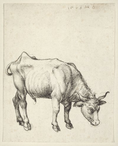 Młody byk autorstwa Albrecht Dürer