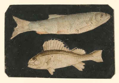 Dwie ryby jedna nad drugą (pstrąg i ryba Knorr) autorstwa Albrecht Dürer