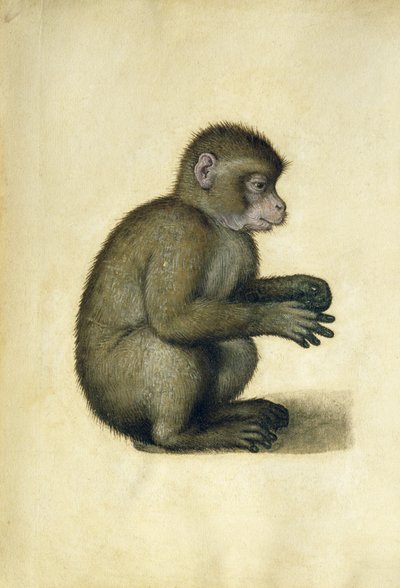 Małpa (akwarela i gwasz na papierze) autorstwa Albrecht Dürer