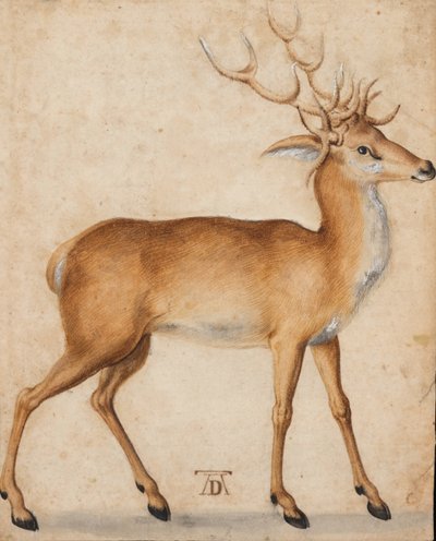 Jeleń autorstwa Albrecht Dürer