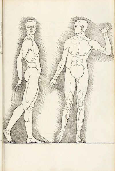Drzeworyt anatomiczny z Herein obejmuje cztery księgi o proporcjach ludzkich, 1528 autorstwa Albrecht Dürer