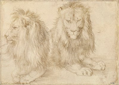 Dwa siedzące lwy - Rysunek Albrechta Durera (1471-1528) autorstwa Albrecht Dürer