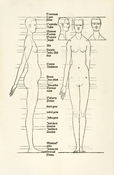 Drzeworyt kobiecy anatomiczny z "Herin to cztery księgi o proporcjach ludzkich" autorstwa Albrecht Dürer