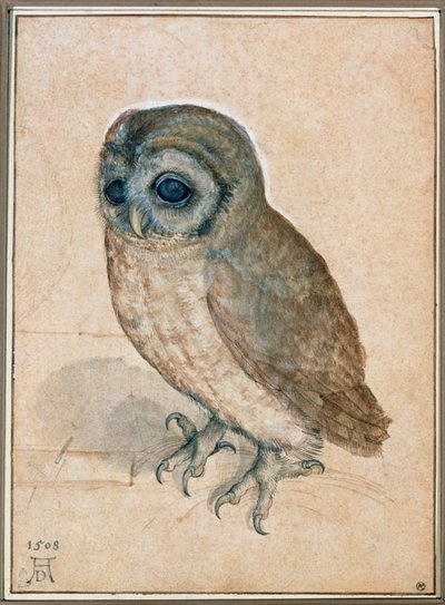 Kaeuzchen - Mała Sowa autorstwa Albrecht Dürer or Duerer